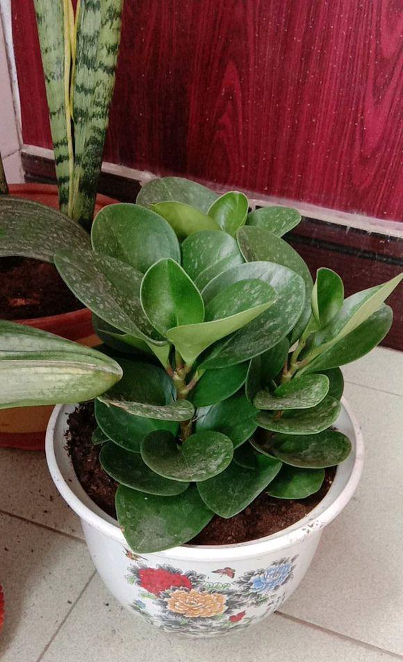 家有这4种植物可小心养,豆瓣绿的家庭养法