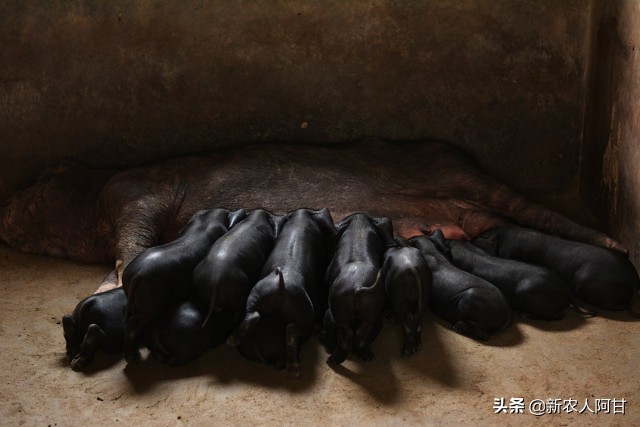 母猪与仔猪饲养最佳温度,母猪如何提高仔猪存活率