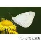 中药药材大全及功效,补肾中药大全及功效