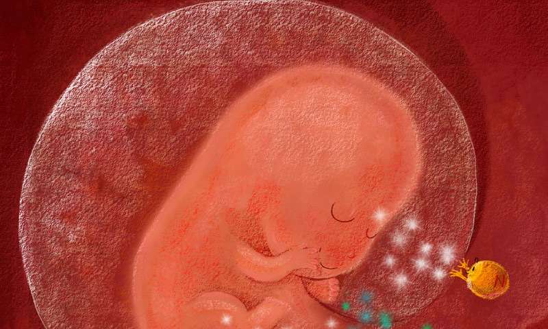 子宫产生的防御细胞,子宫内膜免疫细胞增强