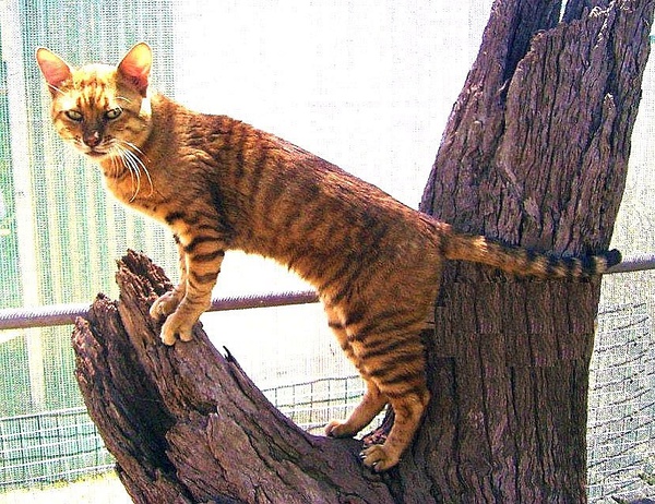 名贵猫咪的品种及图片大全,十大名贵猫咪品种排行榜