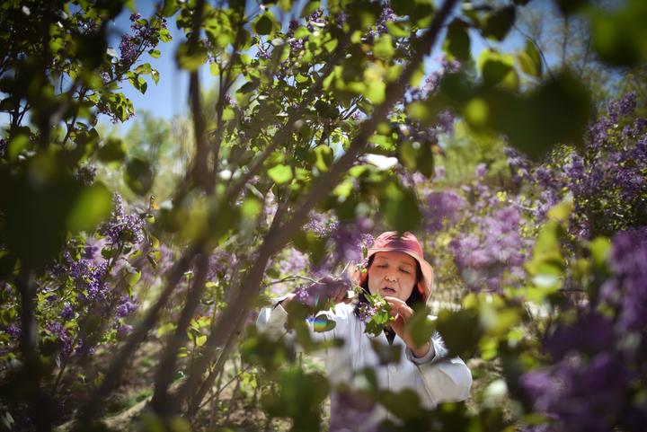 林科专家张锦梅：一“梅”扎根高原播绿半生只为暗香徐来