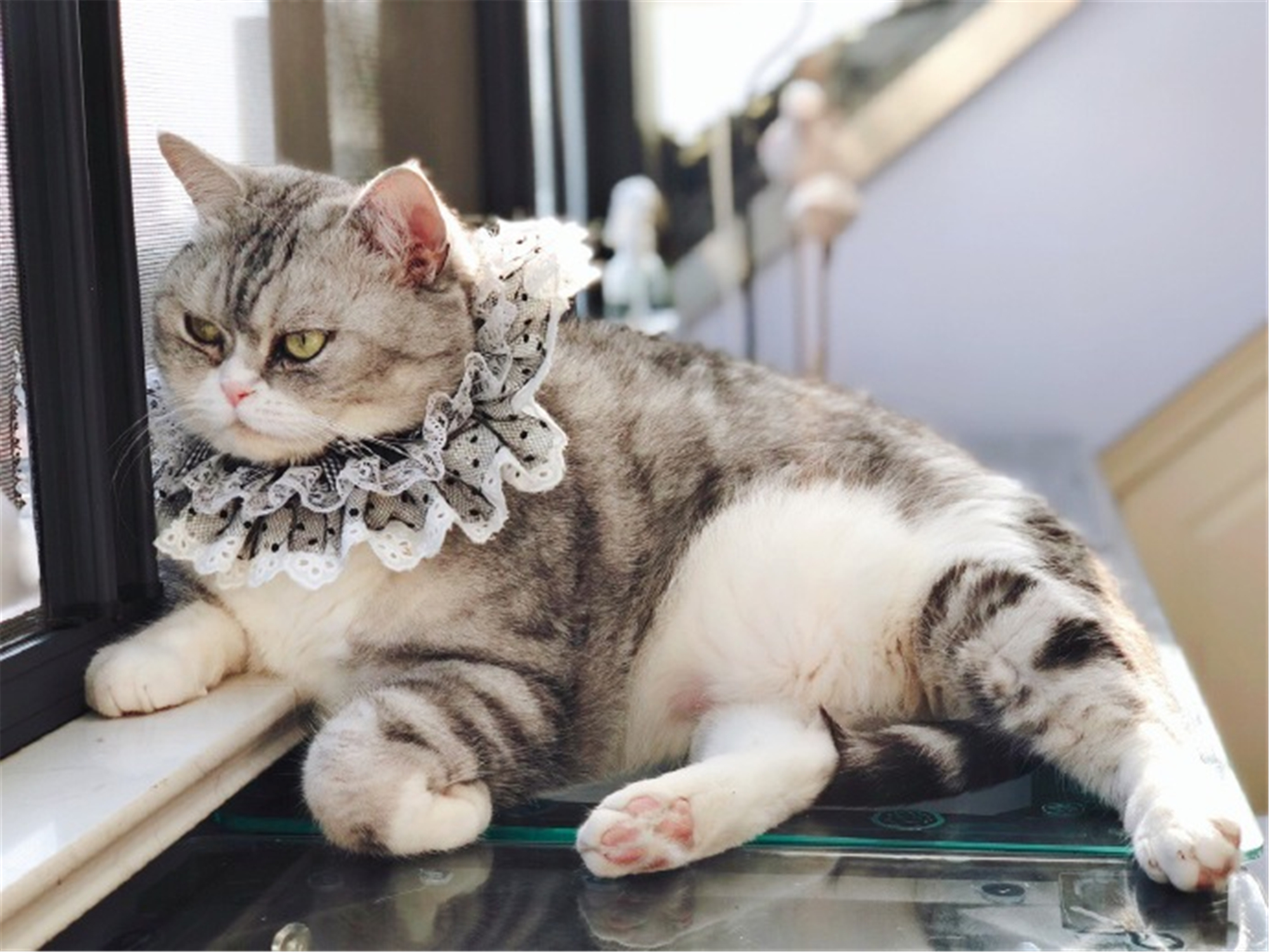 猫品种介绍田园猫,中华田园猫中最稀有的田园猫排名