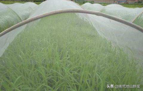 大棚蔬菜根部长虫怎么治,大棚长虫怎么治疗