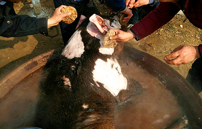 猪皮上有黑色猪毛根怎么去除,猪皮上的猪毛还有猪油怎么处理