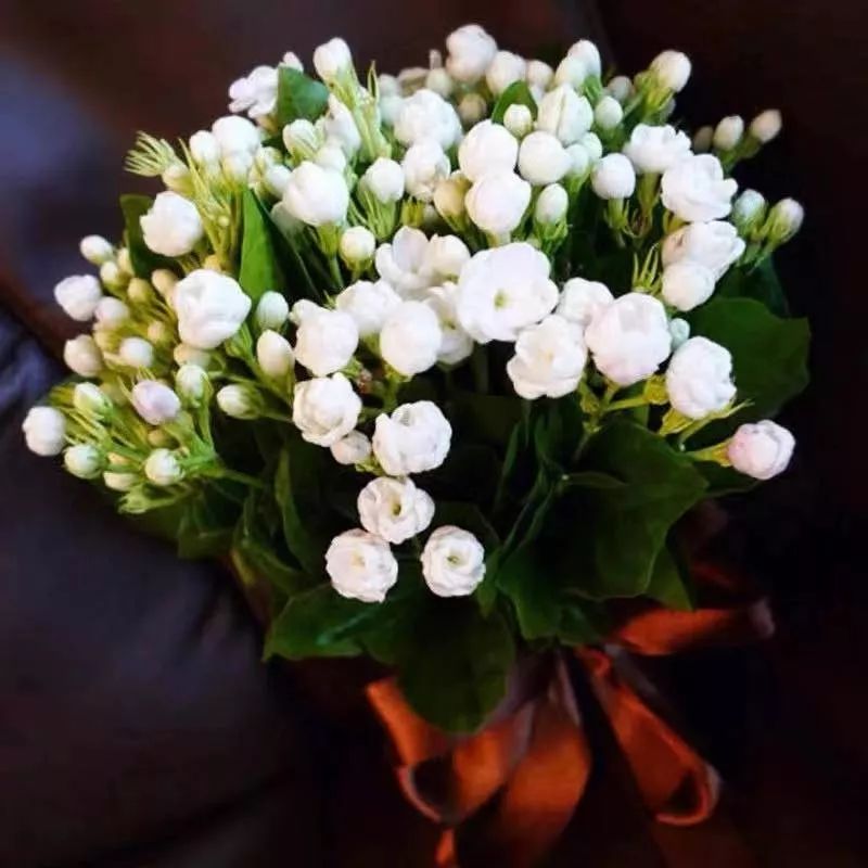 这六种花寓意吉祥好养易活,公认最吉利的4种花