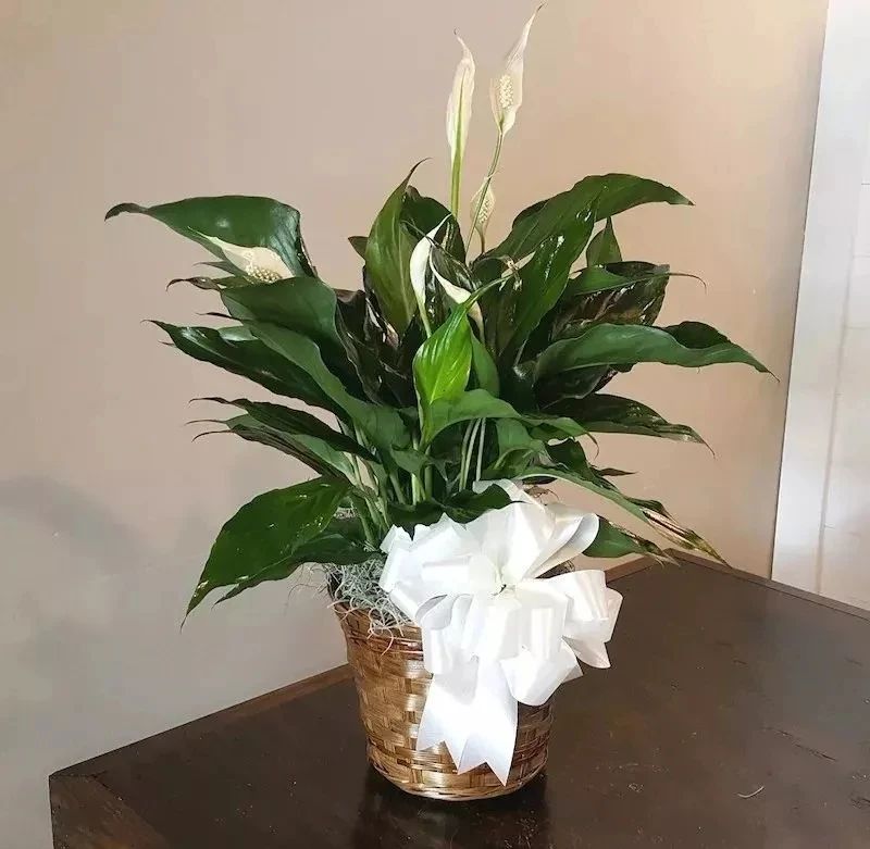 月季老桩怎么养才能开花,盆栽独桩月季花怎么养