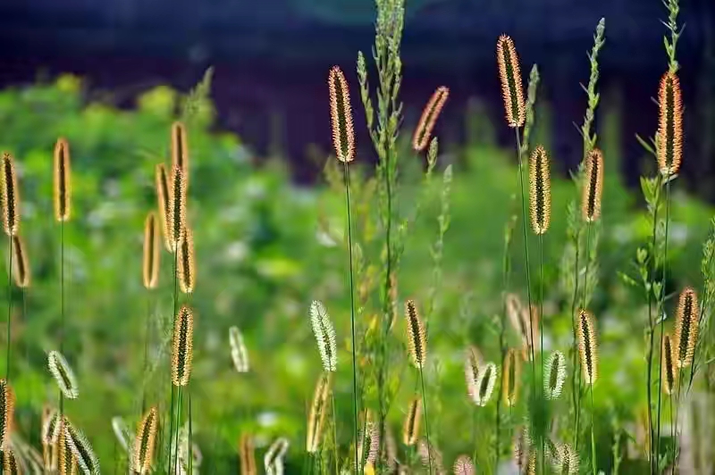 关于月的10首诗,以月为意象的十首诗