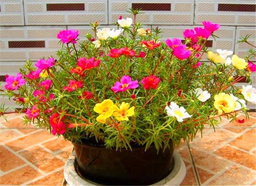 太阳花的叶子变红怎么回事,太阳花枝干发红还能开花吗