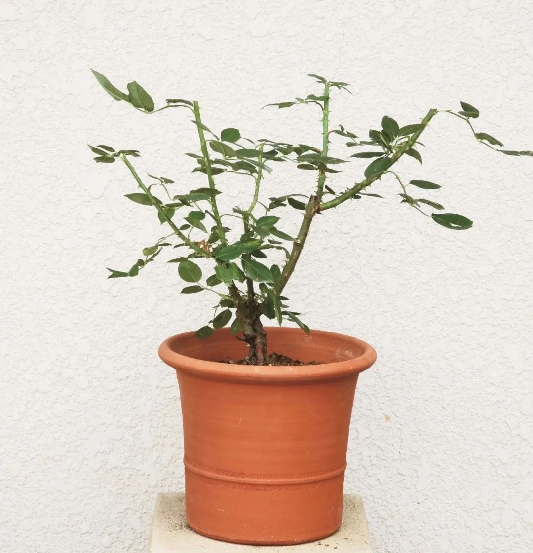 夏季月季怎么施肥,月季夏季要遮阳吗