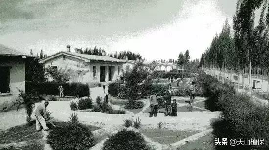 伟大的新疆,伟大的阿勒泰