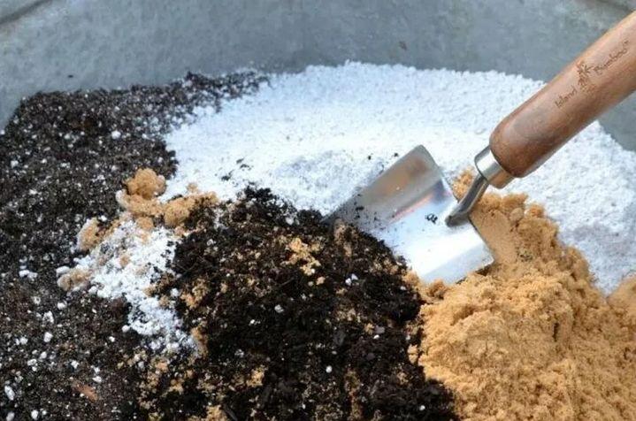 绿植快死了用什么方法可救活,你养的花为什么老死