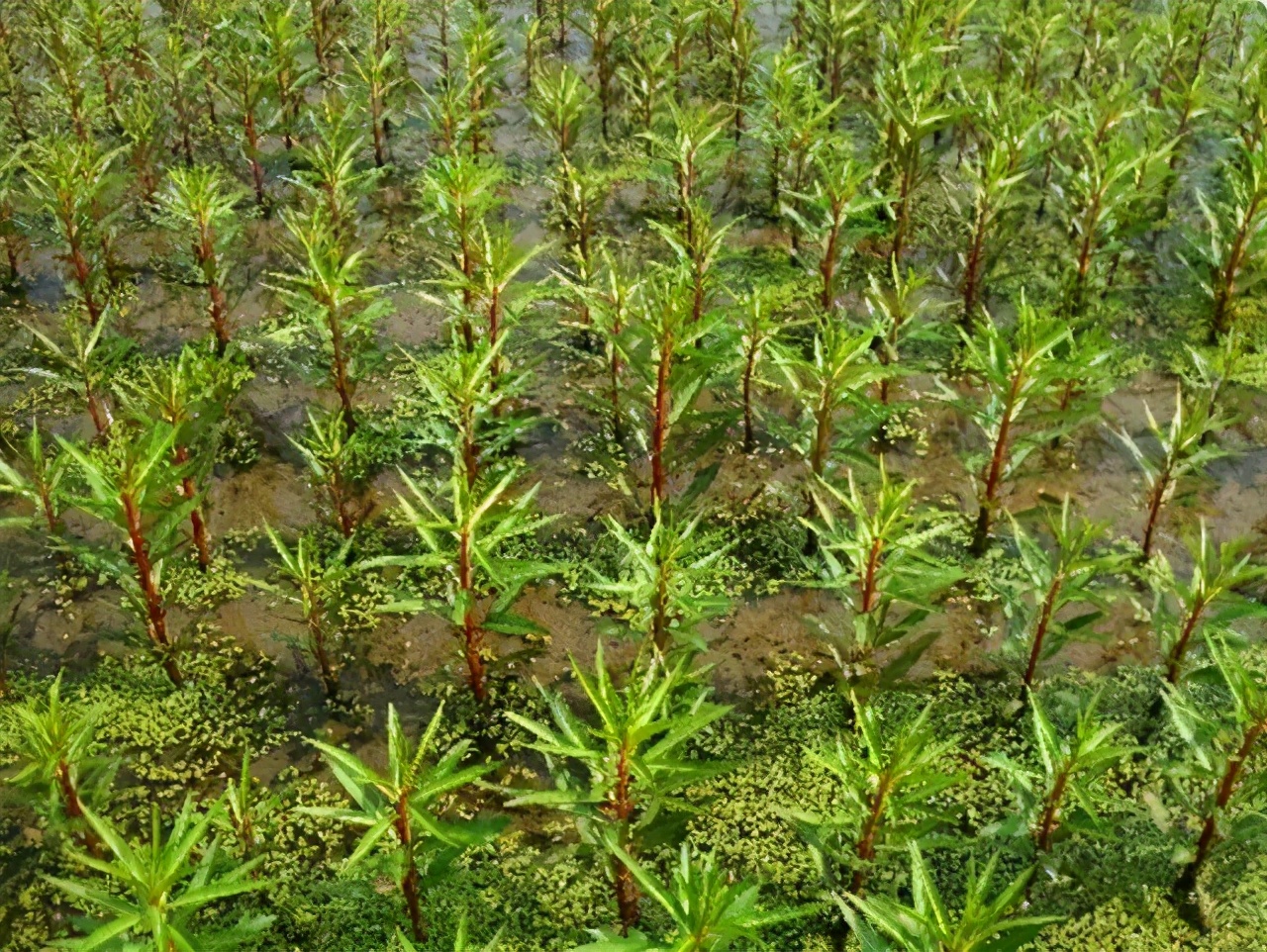 赶黄草喝酒,喝酒了能不能喝赶黄草