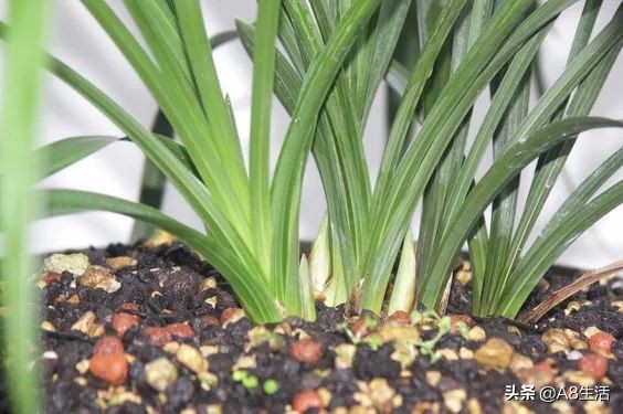 每日一兰花故事～中国兰花.惠兰名品.大一品