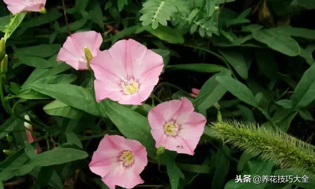 常见小区绿化100种植物图片,常见的水生植物有哪些种