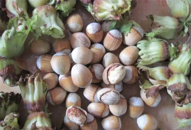 80后90后农村儿时零食野果,在海南儿时吃的野果还记得几种