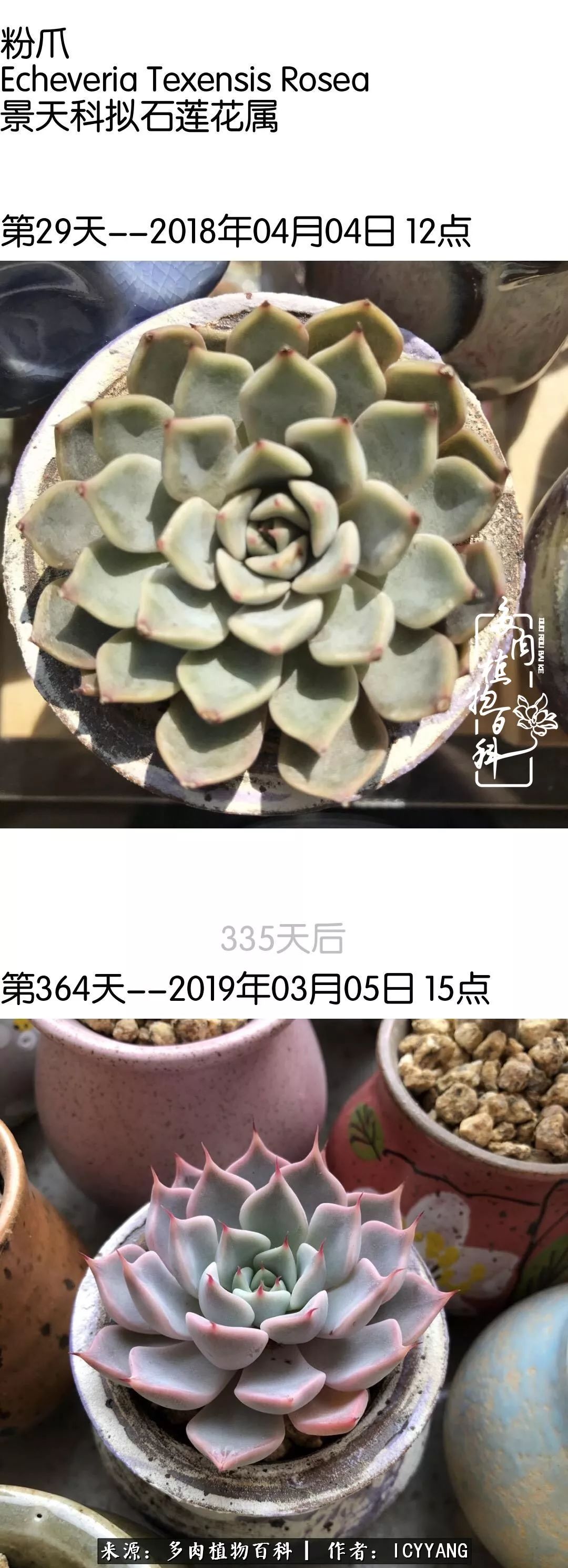 多肉隔着玻璃晒太阳效果好吗,隔着玻璃养的多肉照样长得好