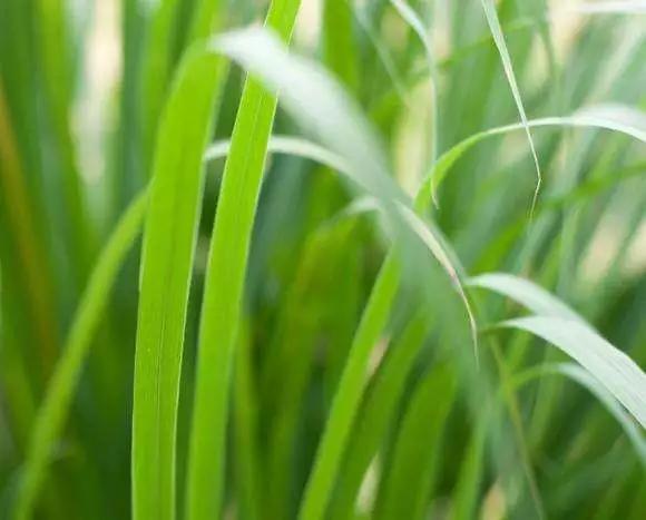 玫瑰草，一种沾了玫瑰的光，却跟玫瑰没有一毛钱关系的植物