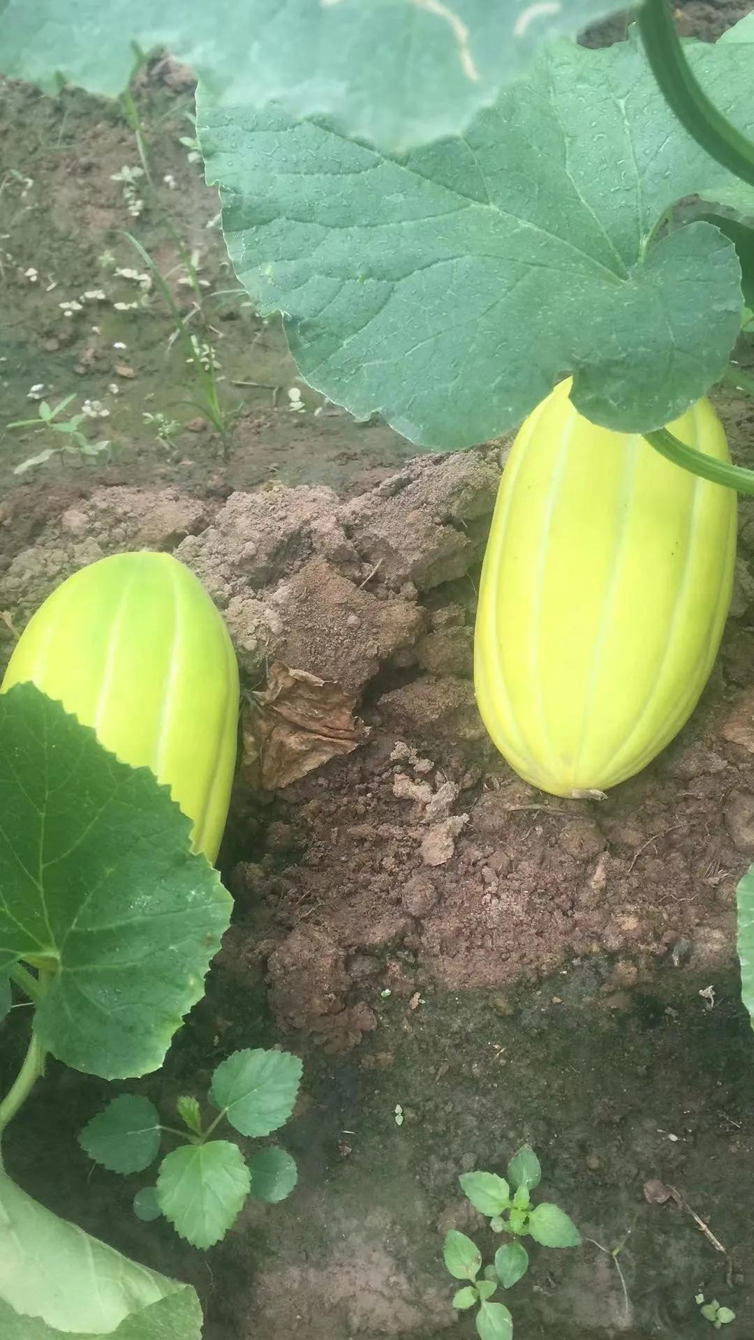 他从老师转行到柬埔寨当“农民”，2次从零开始，如今终见希望