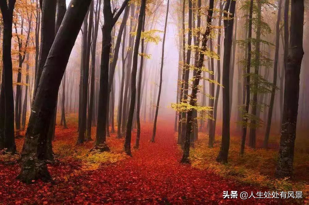 我吃着汉堡，妈妈注视着我（中低年级）「杨柳风学堂习作选登」