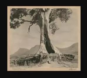 难灭的澳洲山火：桉树“点火”，猛禽“助燃”