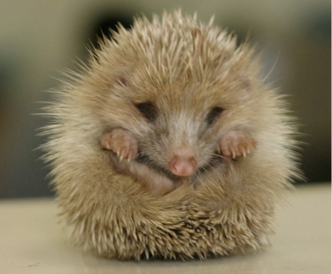 “科普+普法”哈——老领导孙明勇《一只小刺猬的联想》