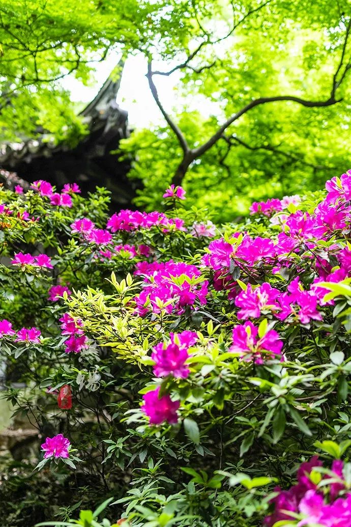 惠山古镇天下第二泉竹筒茶,惠山古镇天下第二泉