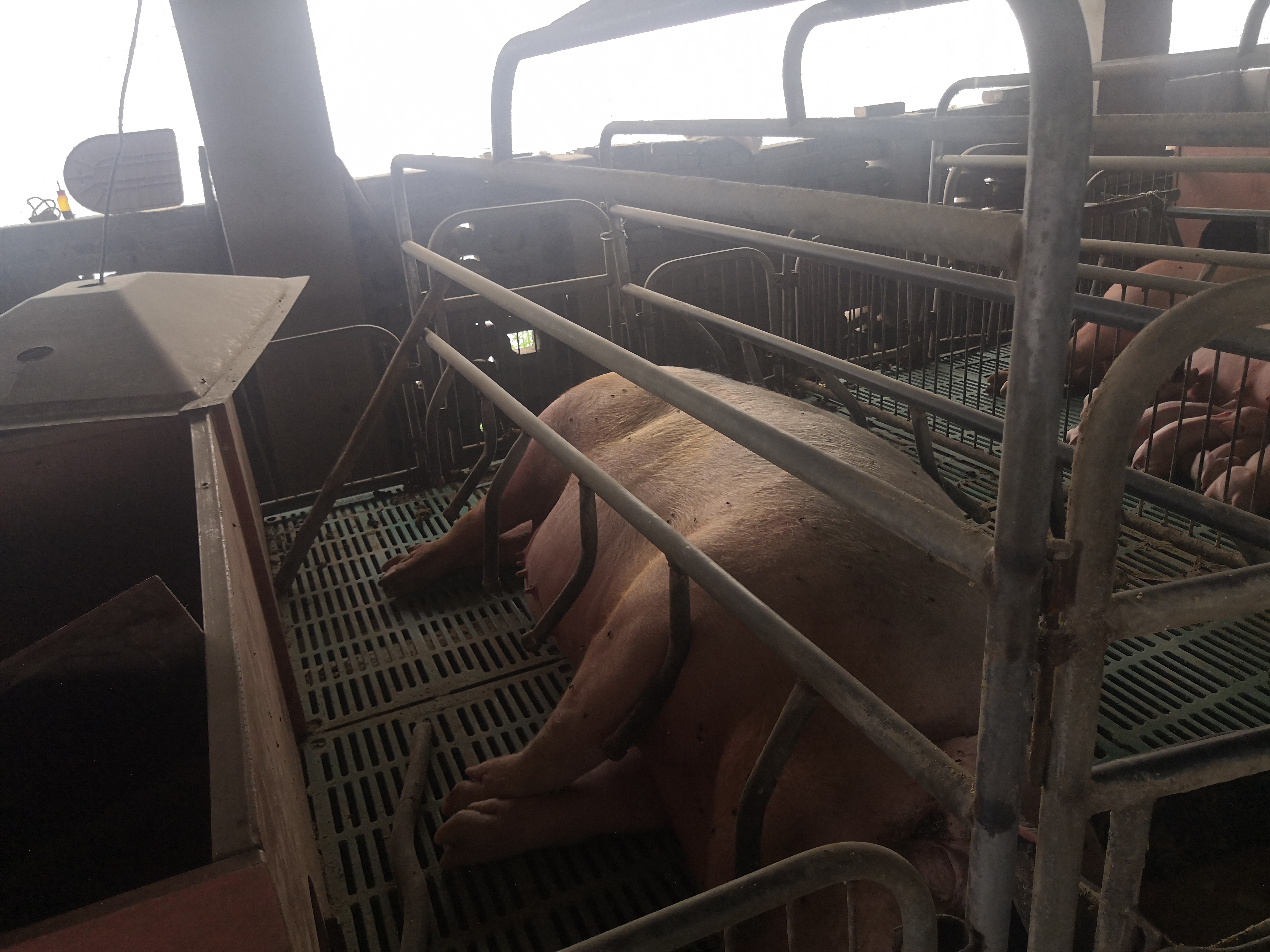 提高母猪产仔数的技巧有什么,如何提高母猪养猪场效益