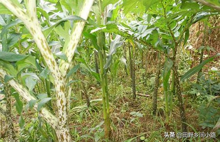 魔芋高产种植技术,怎样种植魔芋高产