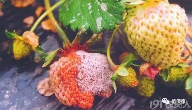 大棚草莓常见病虫害防治方法,南京地区草莓病虫害防治的现状