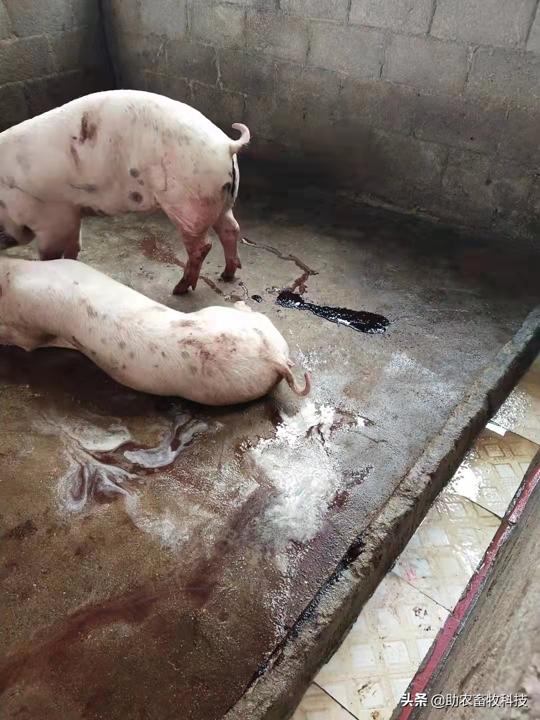 猪场10种常见疾病的症状以及用药防治方案