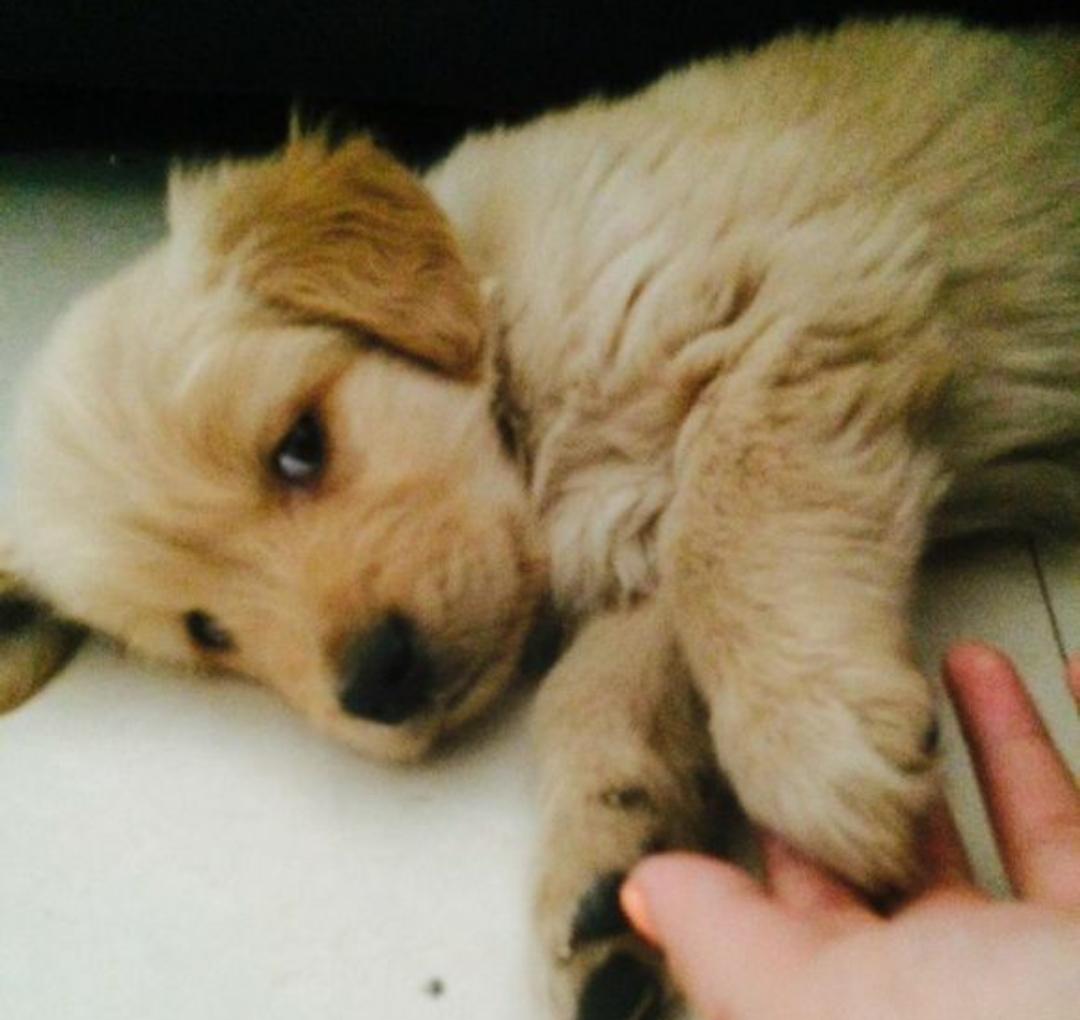 宠物细小病毒好了还吐是肠套叠,狗狗细小病毒不会流口水吧