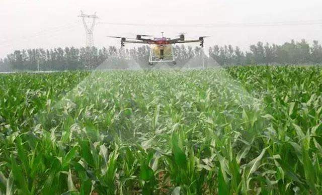 玉米种植的方法与技术,青储玉米的种植方法和技巧