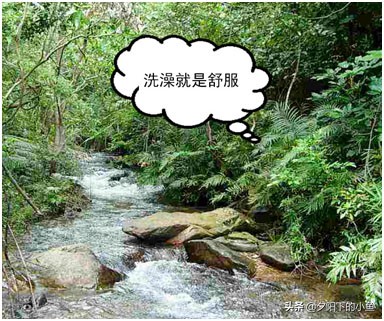 水草缸爆藻养什么,水草缸爆藻还是不爆藻