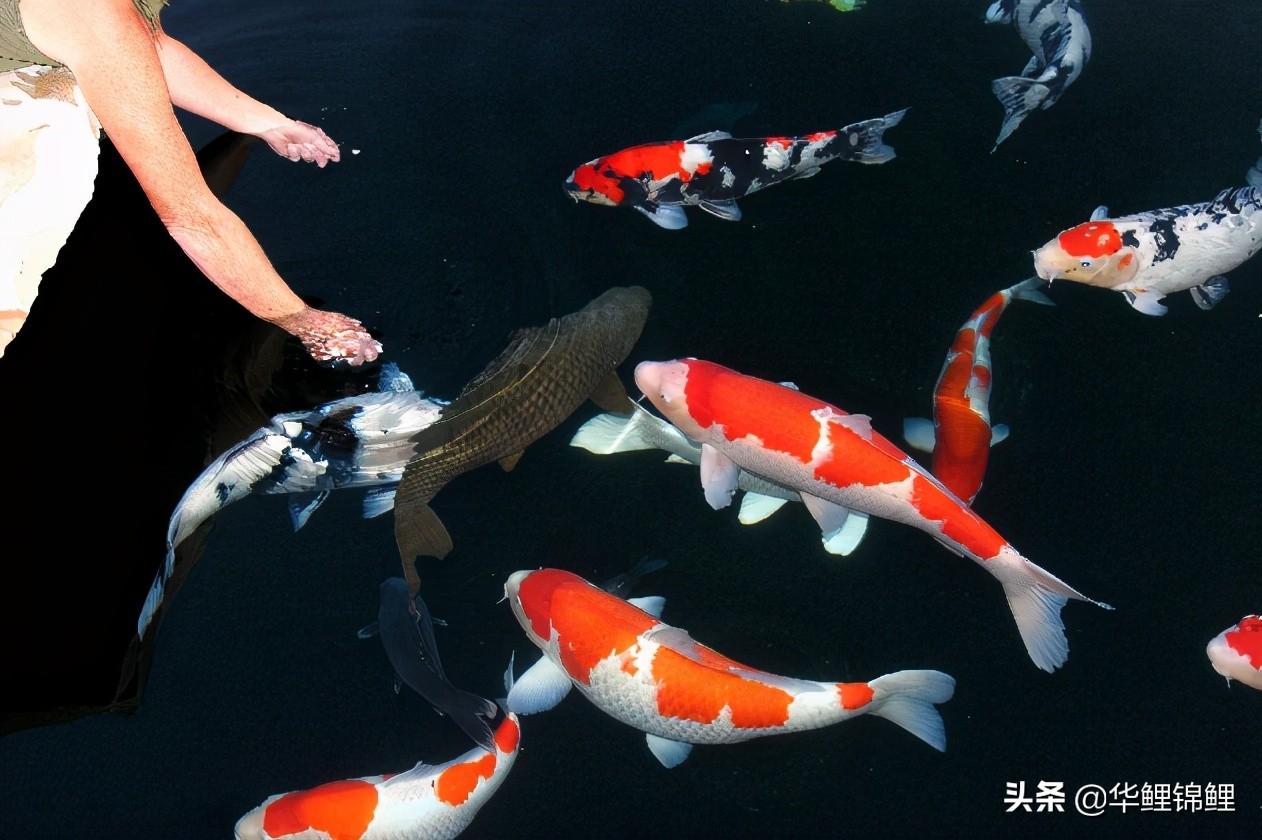 锦鲤鱼的价格为什么差距这么大,锦鲤鱼帆布池大型饲养能不能赚钱