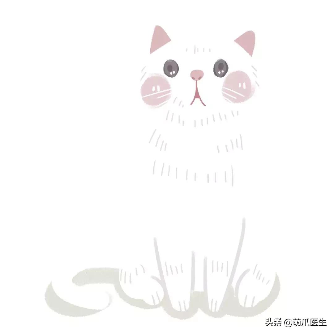 中华田园猫就是叫土猫？论给猫起名，古人可比我们强多了