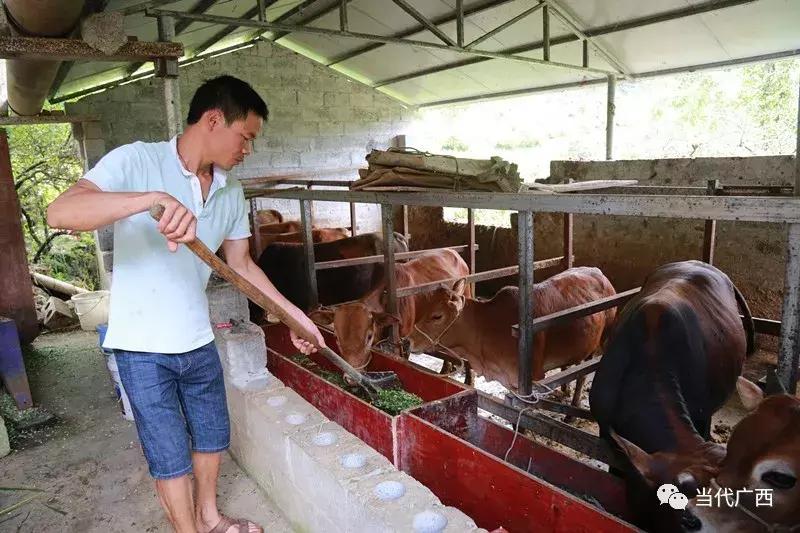 粤桂东西部协作,粤黔东西部协作交流