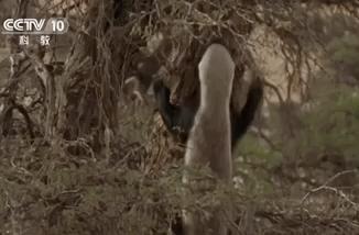 你们吃的野味蜜獾，居然是称霸非洲的平头哥