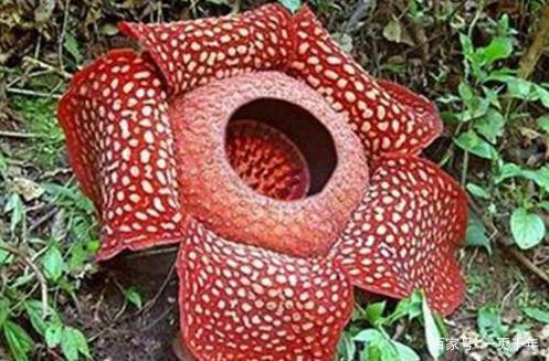 你知道世界上什么花最好养吗,你知道什么是世界上最好的花吗