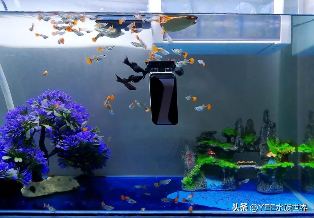 鱼缸除藻最好用的工具,鱼缸除褐藻绿藻工具