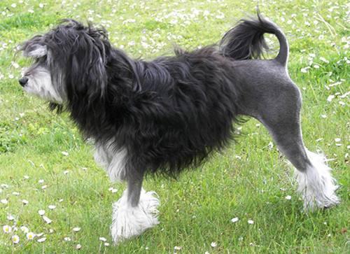 狗中最贵的犬,最贵的狗十大名犬价格