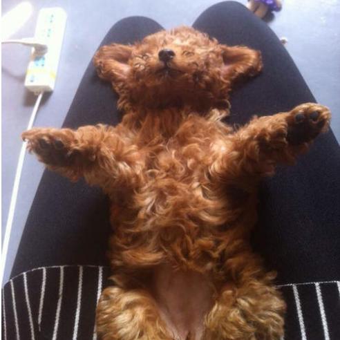 泰迪犬的这7种表现,泰迪吃醋了