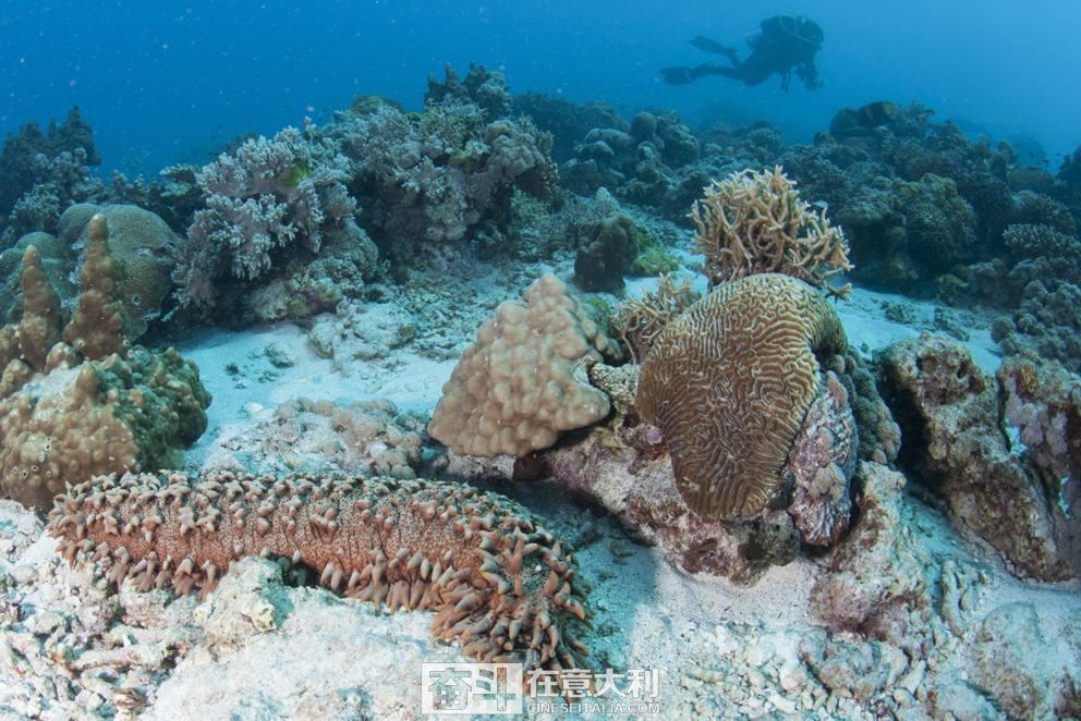 外网评论中国人为啥不吃印度美食,外媒评中国人不爱吃西餐