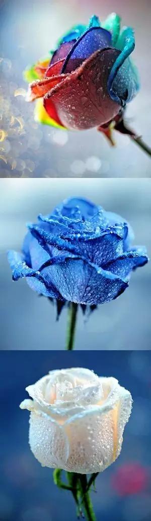 有颜色的玫瑰是怎么做出来的,白玫瑰怎么做七彩玫瑰