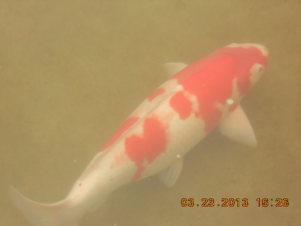 锦鲤池养殖方法图解,锦鲤繁殖全过程纪录片