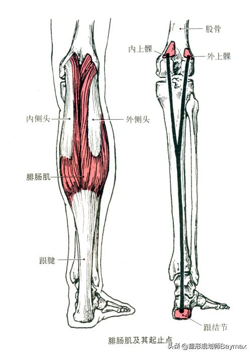 用两个动作就能练出腿部肌肉,四个动作练腿够不够