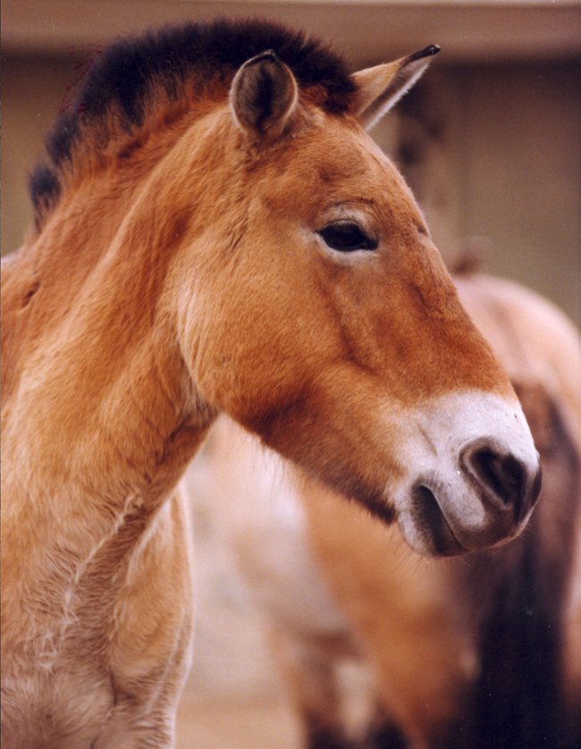 中国体型高大的马种在哪里,世界现存的唯一野生马种