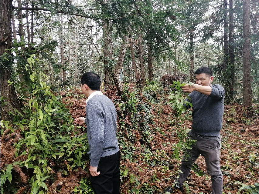 四明山哪里有山黄精,上方山三宝之一黄精