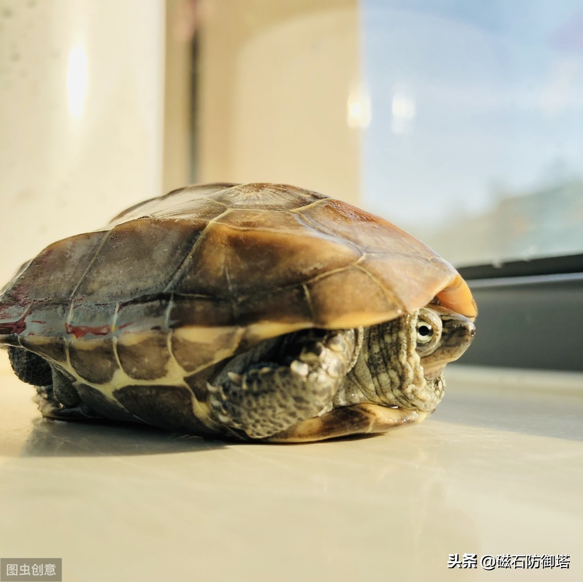 神龟虽寿犹有竟时解释,神龟虽寿犹有竟时什么意思