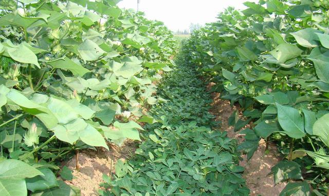 作物间作套种技术,间作套种农作物是什么